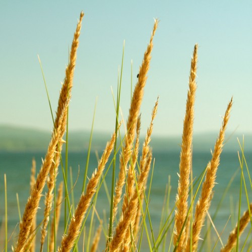 Lake Grass by Sharon Mollerus Ipad wallpaper