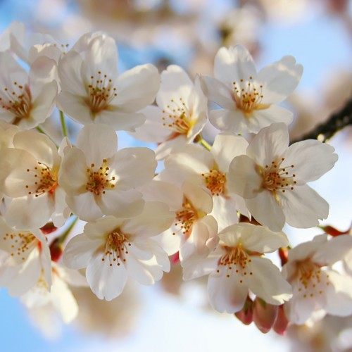 Cherry Blossom by Sprengben Ipad wallpaper