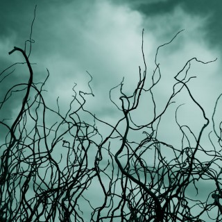 theresa thompson - spooky branches ipad wallpaper