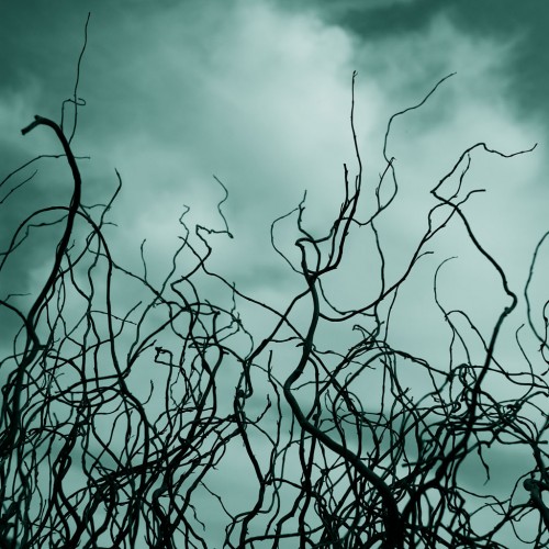Curly Willow by Theresa Thompson Ipad wallpaper