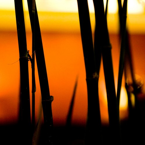 Bamboo Silhouette by Thomas Hawk Ipad wallpaper