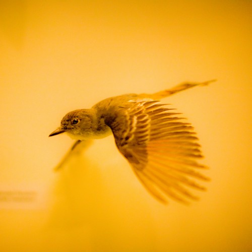 Bird by Thomas Hawk Ipad wallpaper