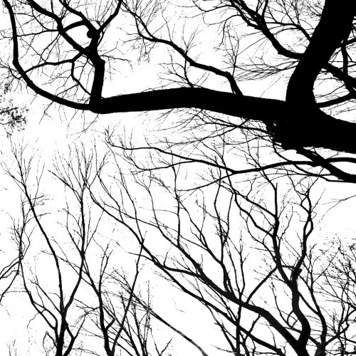 Branches by Thomas Hawk Ipad wallpaper