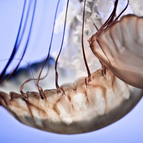 Jellyfishes by Thomas Hawk Ipad wallpaper