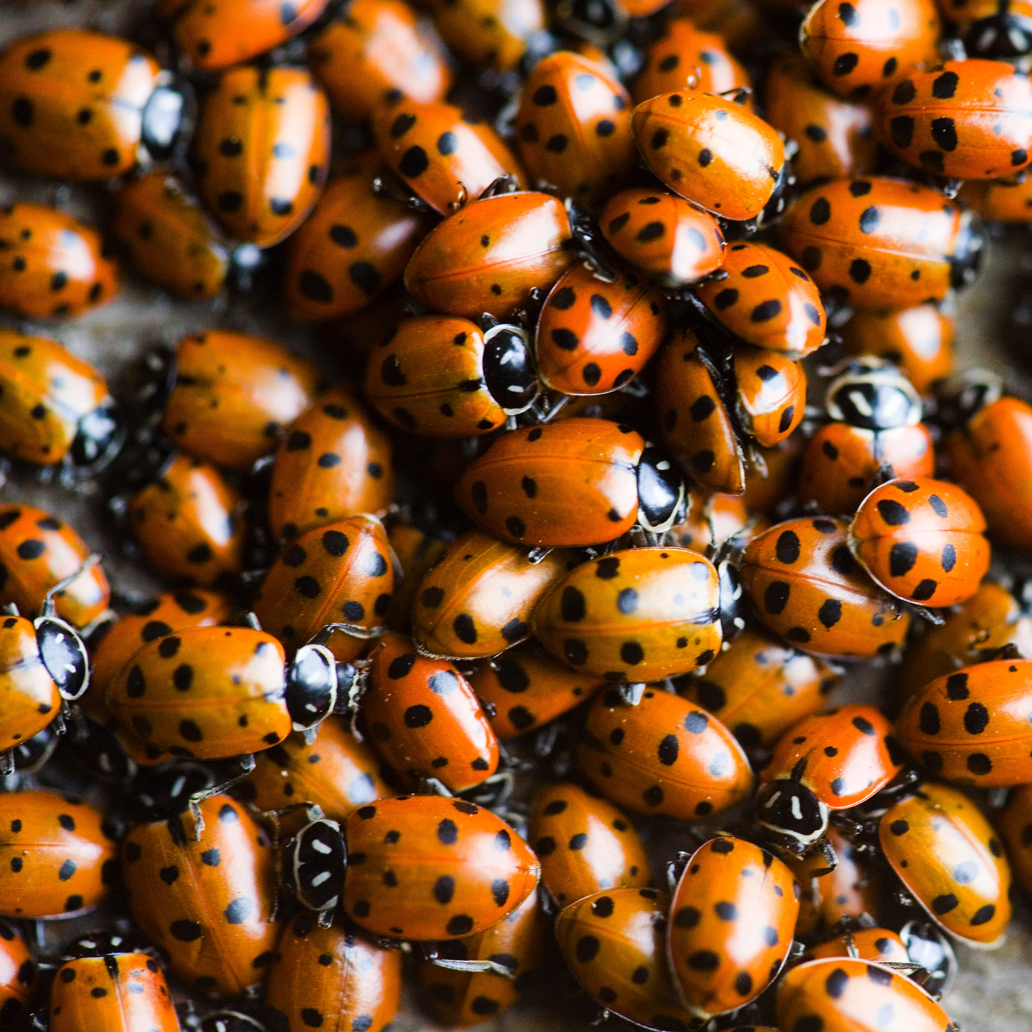 thomas hawk - ladybugs ipad wallpaper