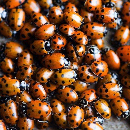 Ladybugs by Thomas Hawk Ipad wallpaper