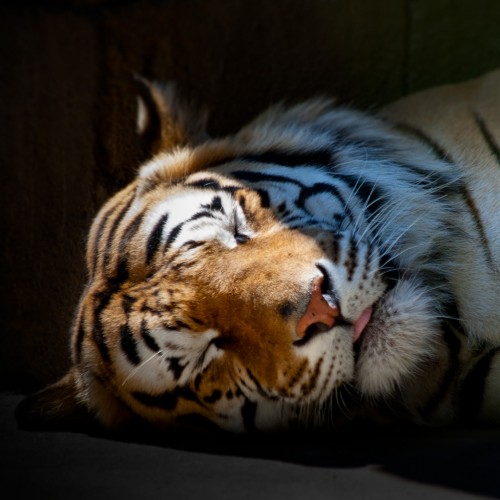 Sleeping Tiger by tomgehrke Ipad wallpaper