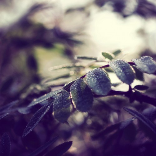 Leaves by Yves Ipad wallpaper