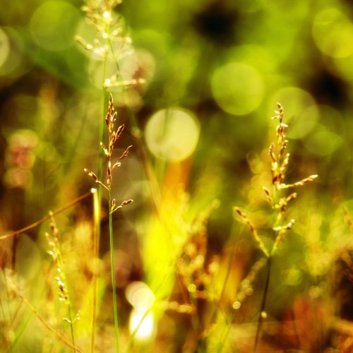 Meadow by Yves Ipad wallpaper
