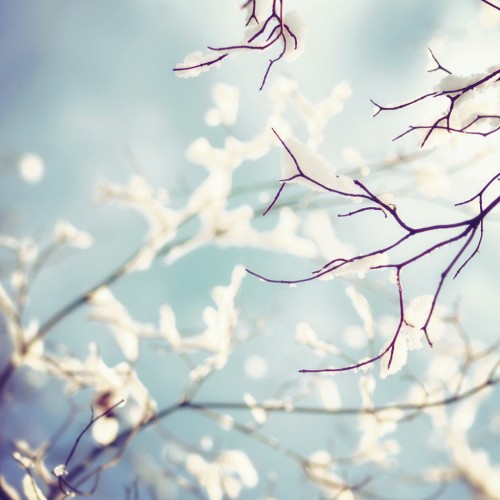 Snow on branches by Yves Ipad wallpaper