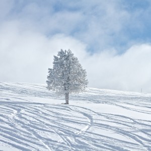 zach dischner - snow tree ipad wallpaper